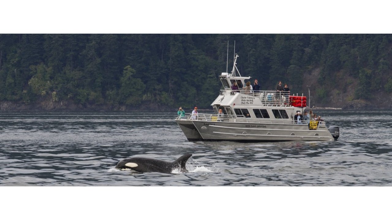 Outer Island Excursions Whale Watching, Boat Tours