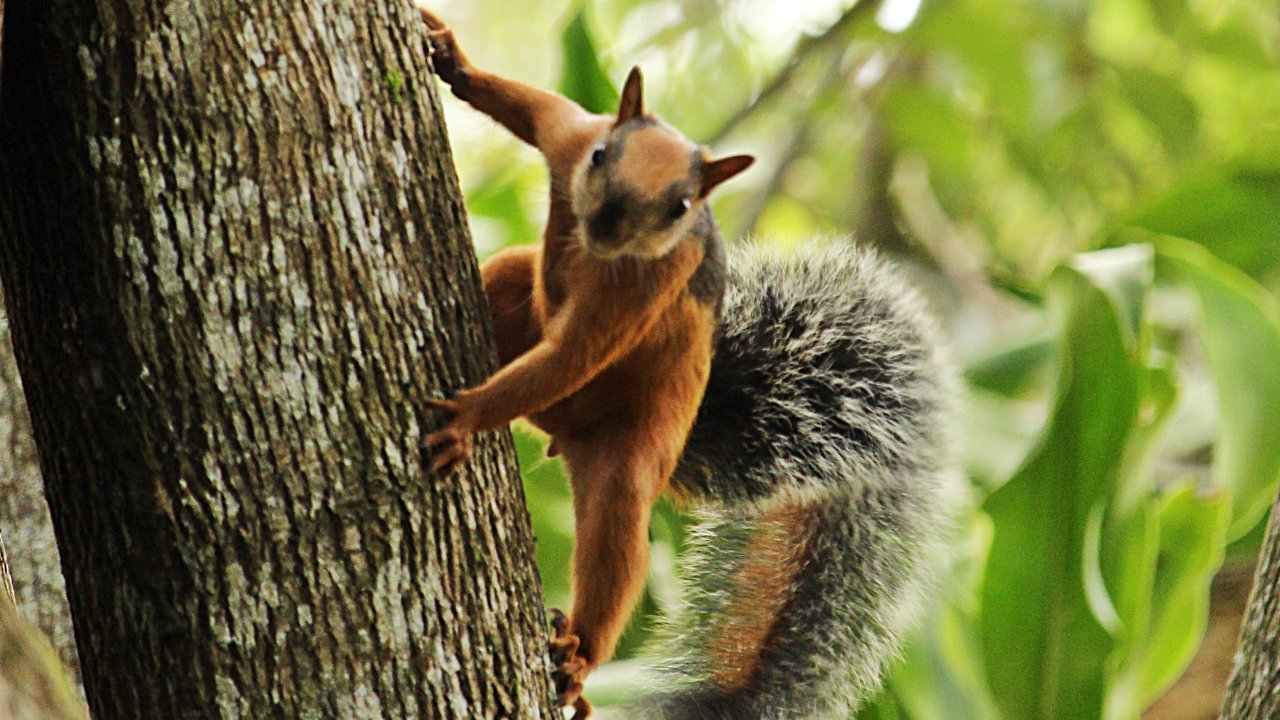 Curu wildlife refuge guided tour, bird watching, Zuma Tours,Costa Rica